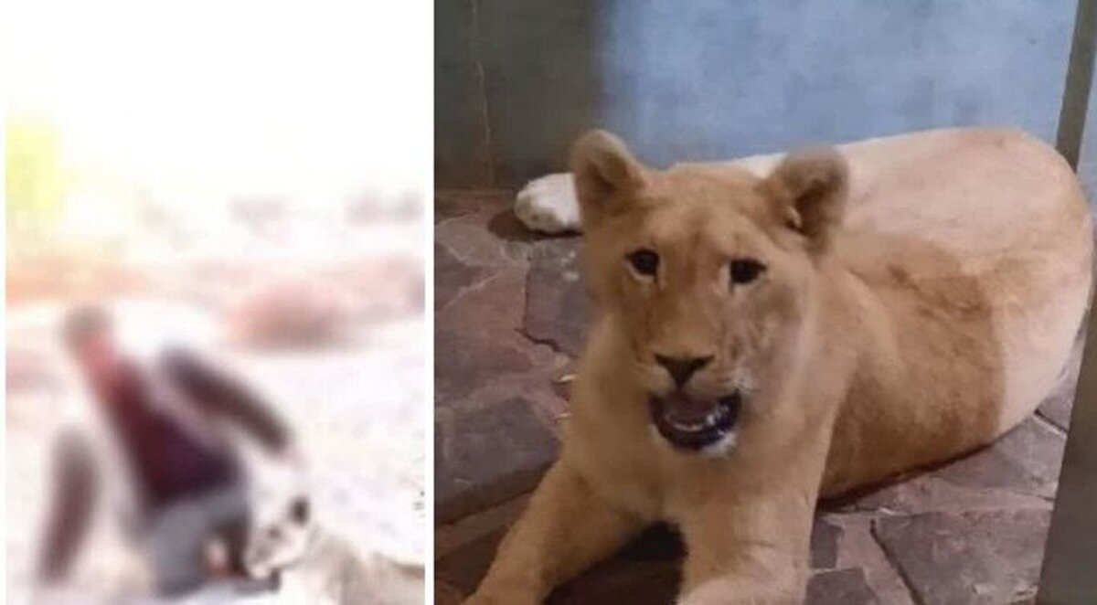 یک  قلاده شیر وحشی از یک ویلا کشف و ظبط شد   دستگیری فرد متخلف