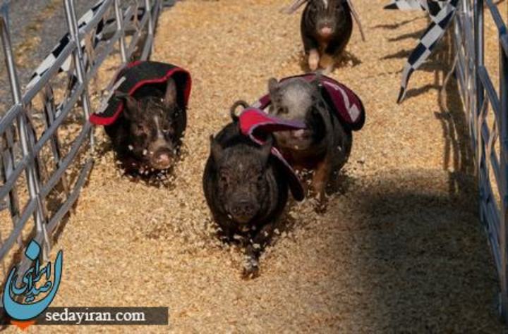 مسابقه خوک ها در مریلند آمریکا/ خبرگزاری فرانسه